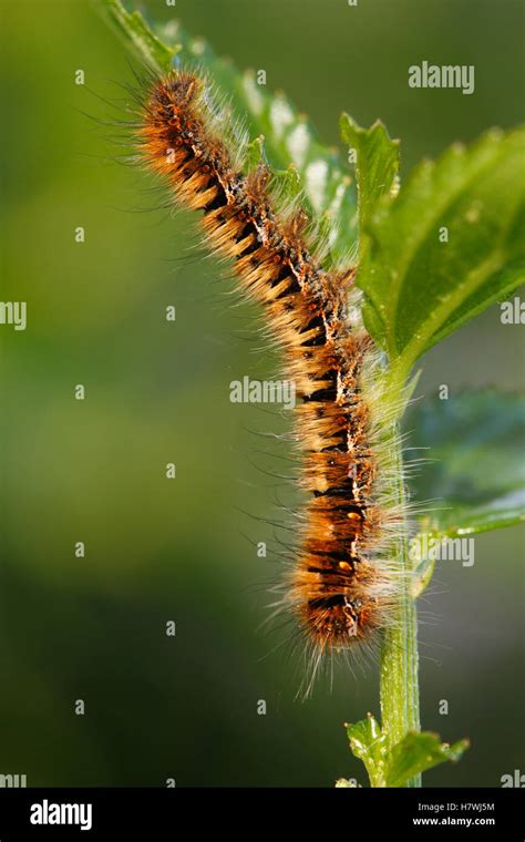 Östliches Zelt Caterpillar